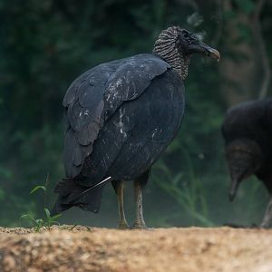 American Black Vulture at Brevard, 14/10/13