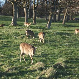 Formosan Sika Deer, 23rd March 2014