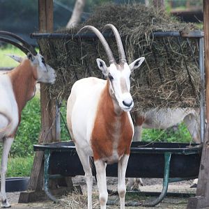 Scimitar-horned Oryx at Brevard, 14/10/13