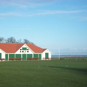 Oystercatchers on cricket ground opposite clifftop paddock, 23rd March 2014