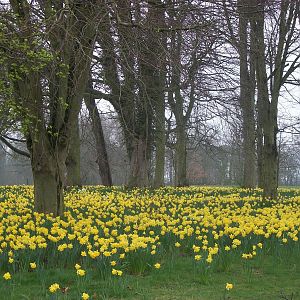 Marie Curie Daffodil Field, 28th March 2014