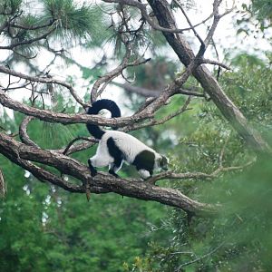Black-and-White Ruffed Lemur at Brevard, 14/10/13