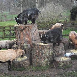 Feeding time on Goat Mountain, 28th March 2014