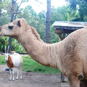 Dromedary at Brevard, 14/10/13