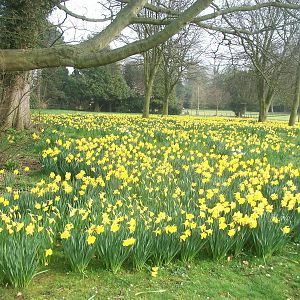 Marie Curie Daffodil Field, 29th March 2014