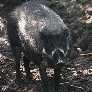 Visayan Warty Pig at Brevard, 14/10/13