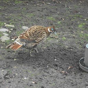 Recently arrived Himalayan Monal, 29th March 2014