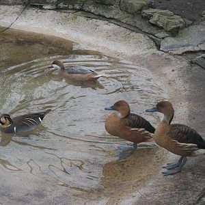 Baikal Teal, Bahama Pintail, Fulvous Whistling Ducks, 29th March 2014