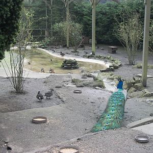 Inside the walk-through aviary, 29th March 2014