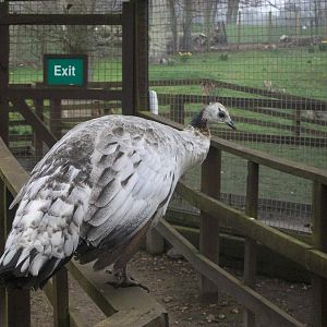 Indian Peafowl, 29th March 2014