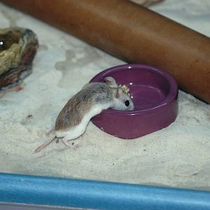 Perdido Key Beach Mouse at Brevard, 14/10/13