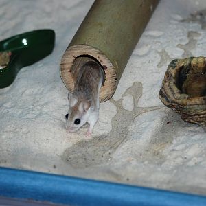 Perdido Key Beach Mouse at Brevard, 14/10/13