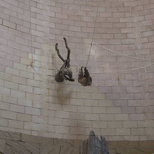 Two-toed Sloths (Choloepus didactylus)