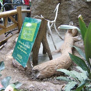Re-designed Leaf Cutter Ant exhibit