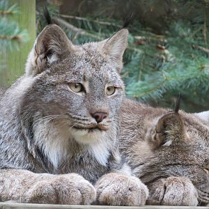Canada Lynx