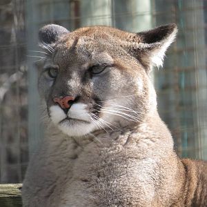 Cougar