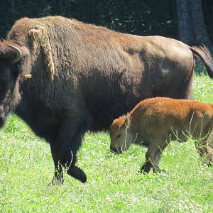 Wood Bison