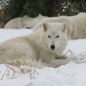 Arctic Wolf