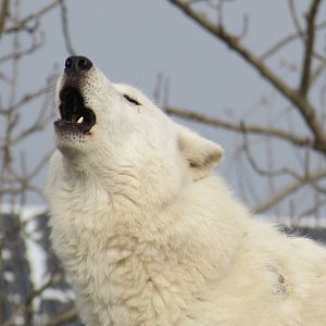 Arctic Wolf