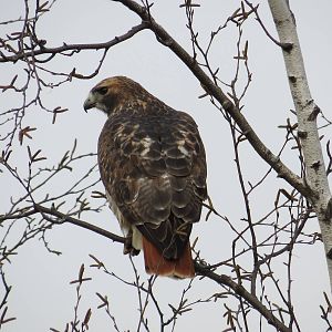 Red-tailed Hawk (wild)