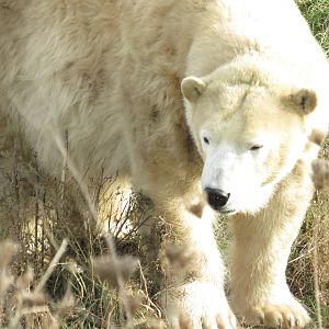 Polar Bear
