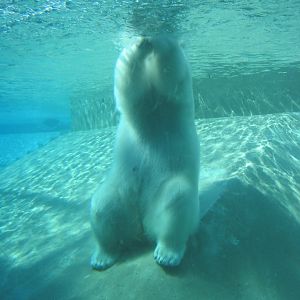 Polar Bear