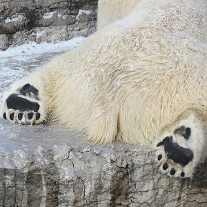 Polar Bear