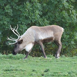 Reindeer