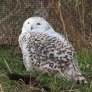 Snowy Owl