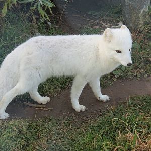 Arctic Fox