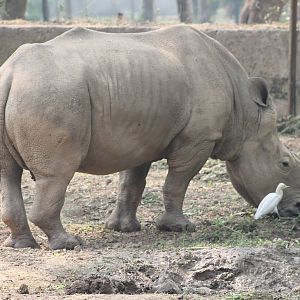 white rhino and cattle egrets