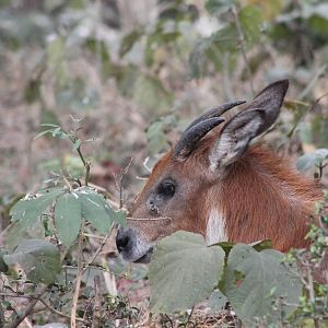 Himalayan serow (Capricornis thar)