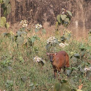 common muntjac (Muntiacus muntjak)