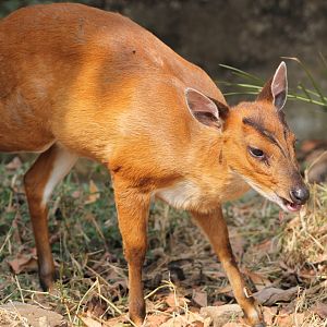 common muntjac (Muntiacus muntjak)