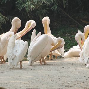 white pelicans (Pelecanus onocrotalus)