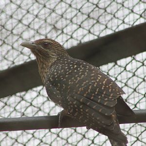 female Asian koel (Eudynamys scolopacea)