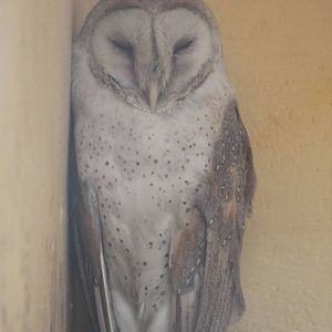 barn owl (Tyto alba)