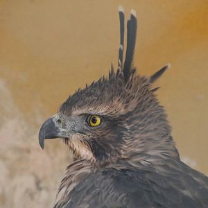 Mountain Hawk-Eagle (Nisaetus nipalensis)