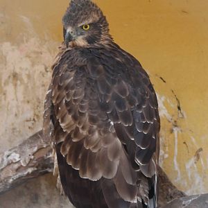 Mountain Hawk-Eagle (Nisaetus nipalensis)