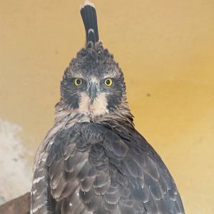 Mountain Hawk-Eagle (Nisaetus nipalensis)