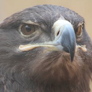 steppe eagle (Aquila nipalensis)