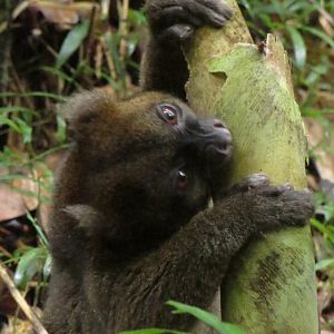 Greater bamboo lemur