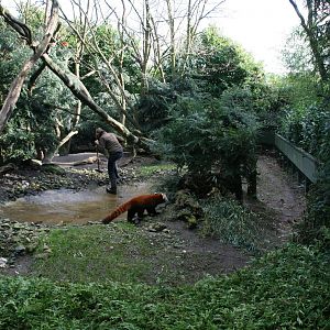 keeper cleaning the pond in the red panda exhibit