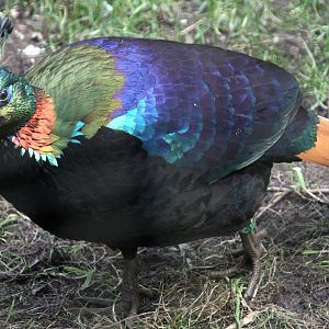 Himalayan Monal