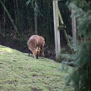 male Reeves's muntjac