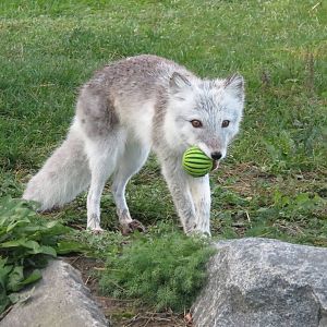 Arctic Fox