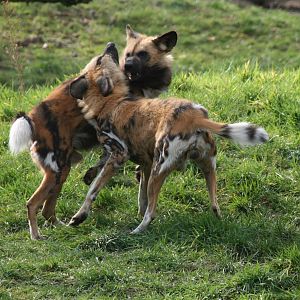 African hunting dogs playing