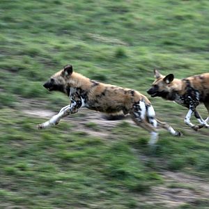 African hunting dogs playing