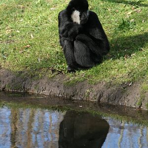 male Northern white-cheeked gibbon