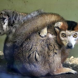 Crowned lemurs